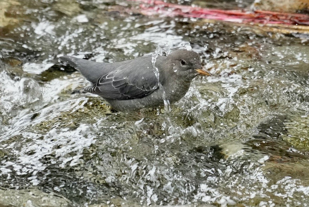 American Dipper - ML642560770