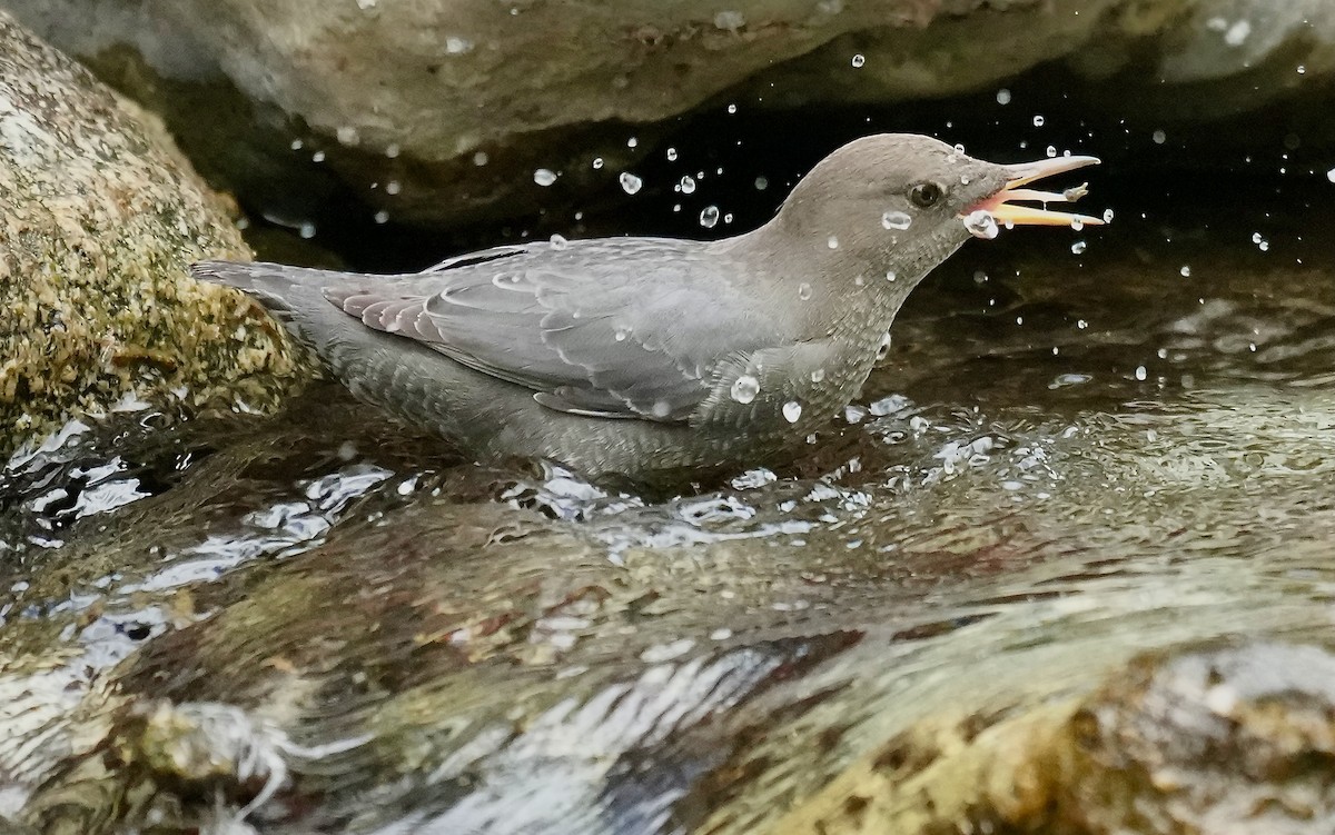 American Dipper - ML642560771