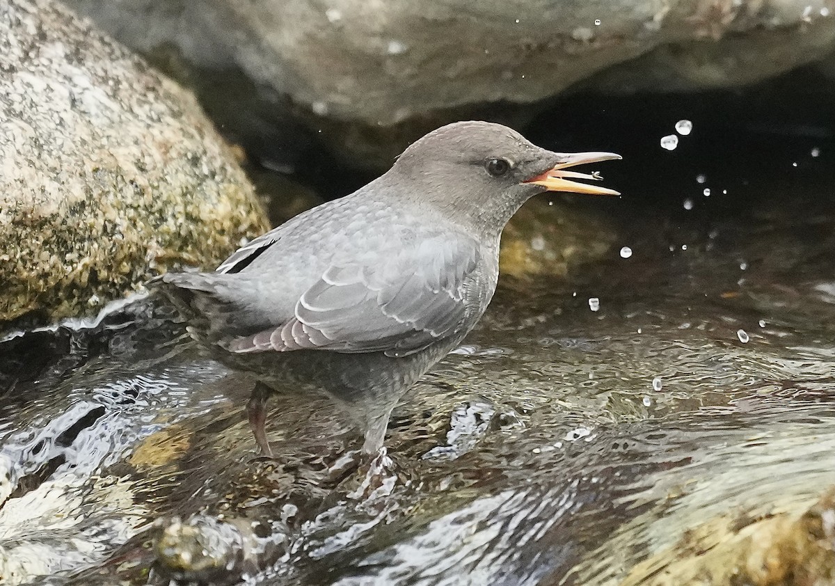 American Dipper - ML642560772