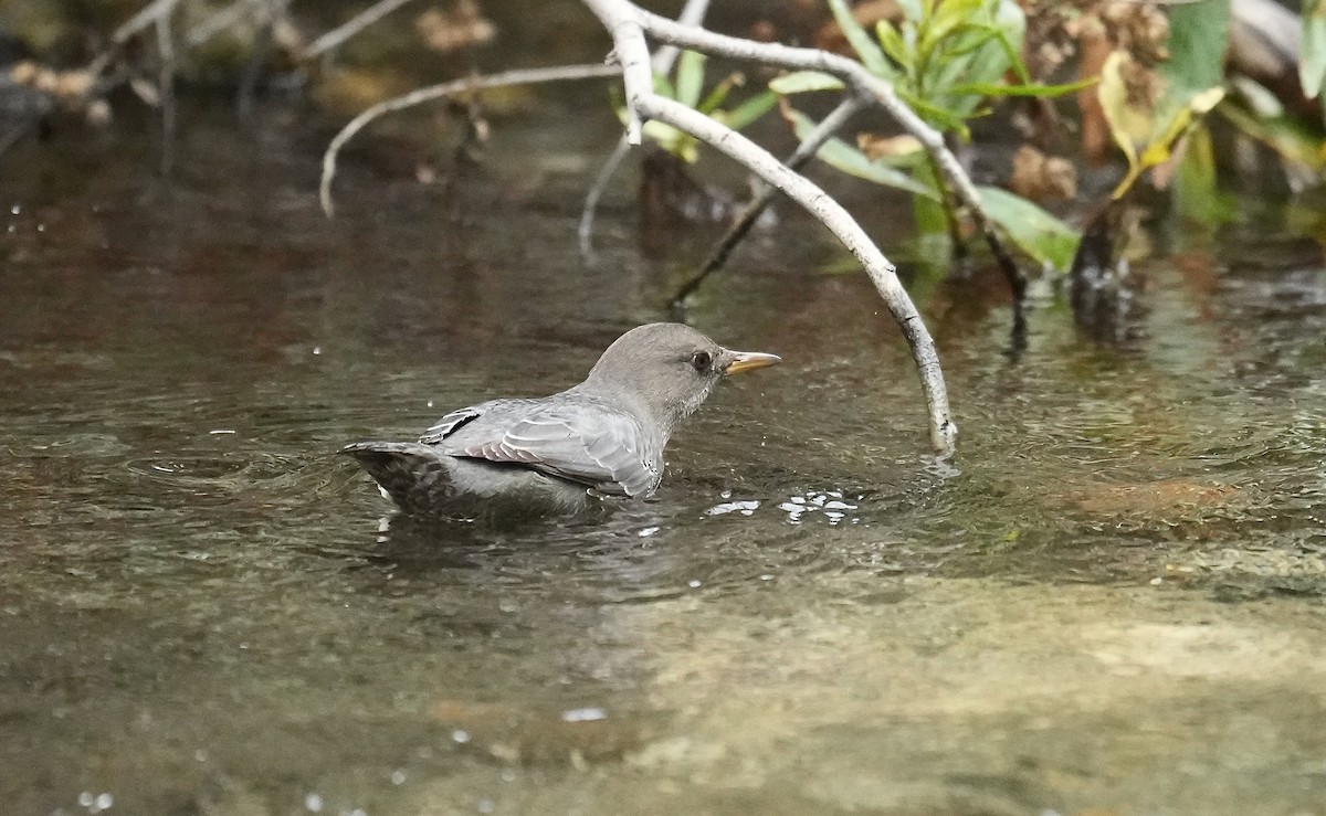 American Dipper - ML642560773