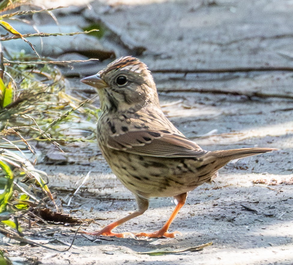Lincoln's Sparrow - ML642560775