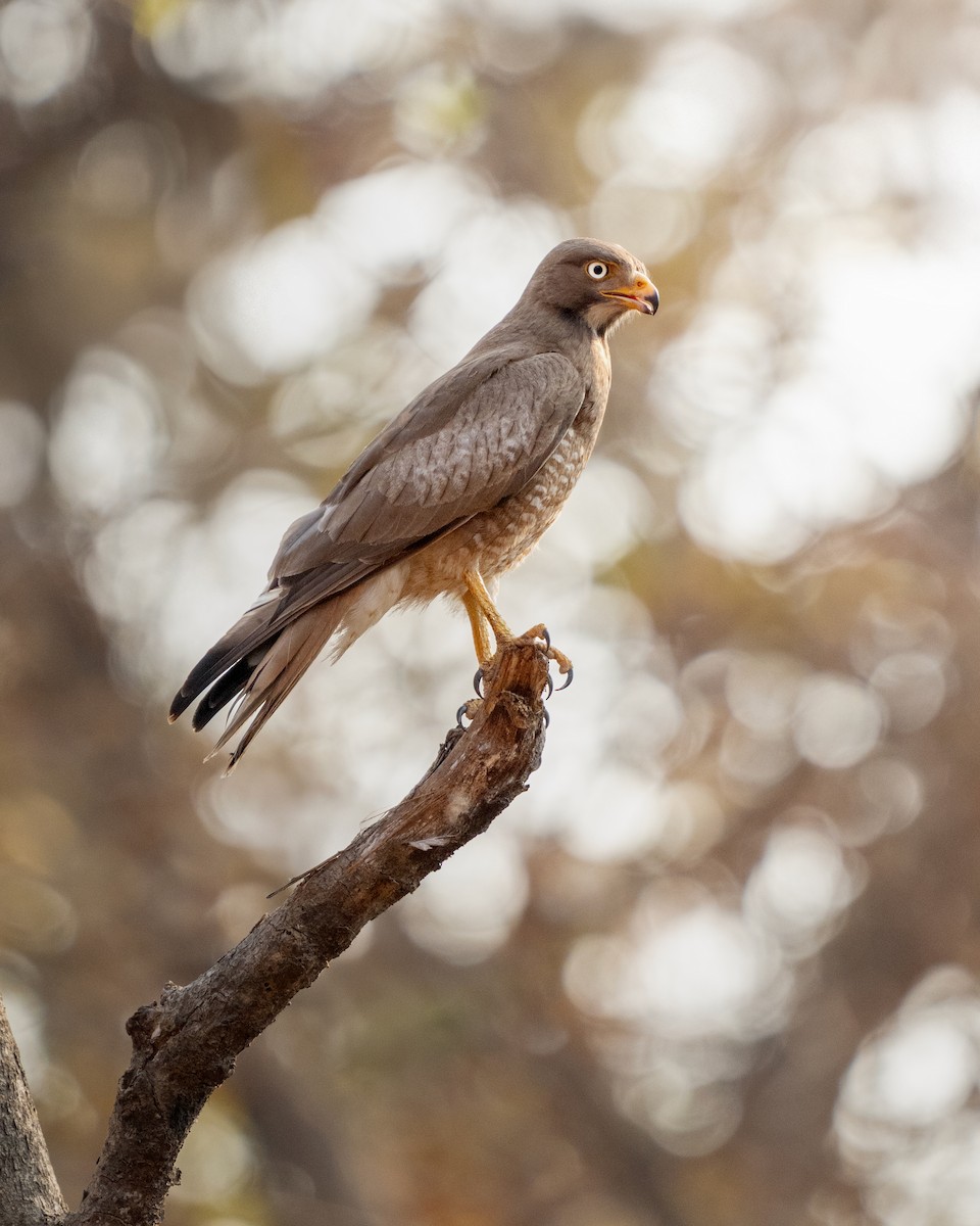 White-eyed Buzzard - ML642560836