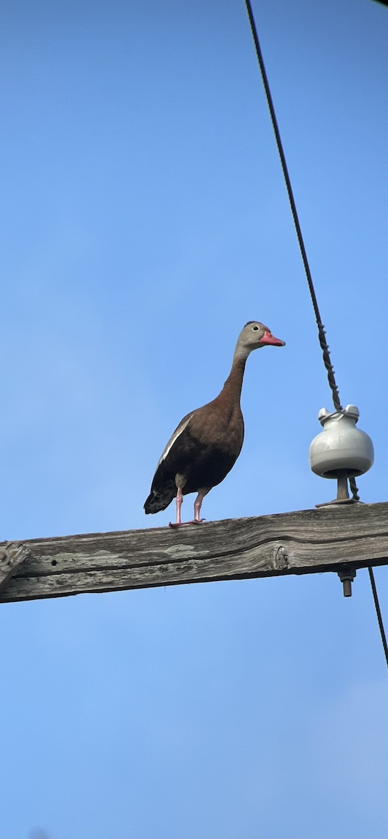 Black-bellied Whistling-Duck - ML642560845