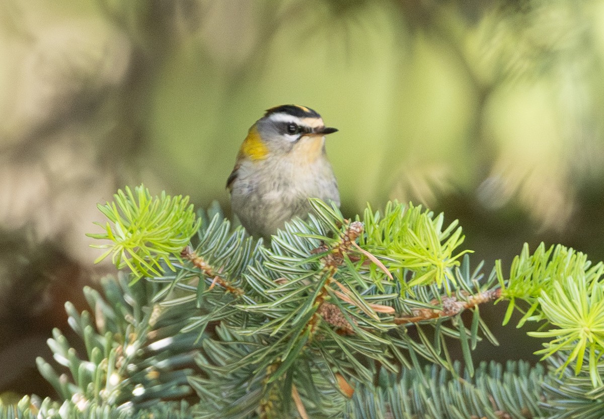 Common Firecrest - ML642560880