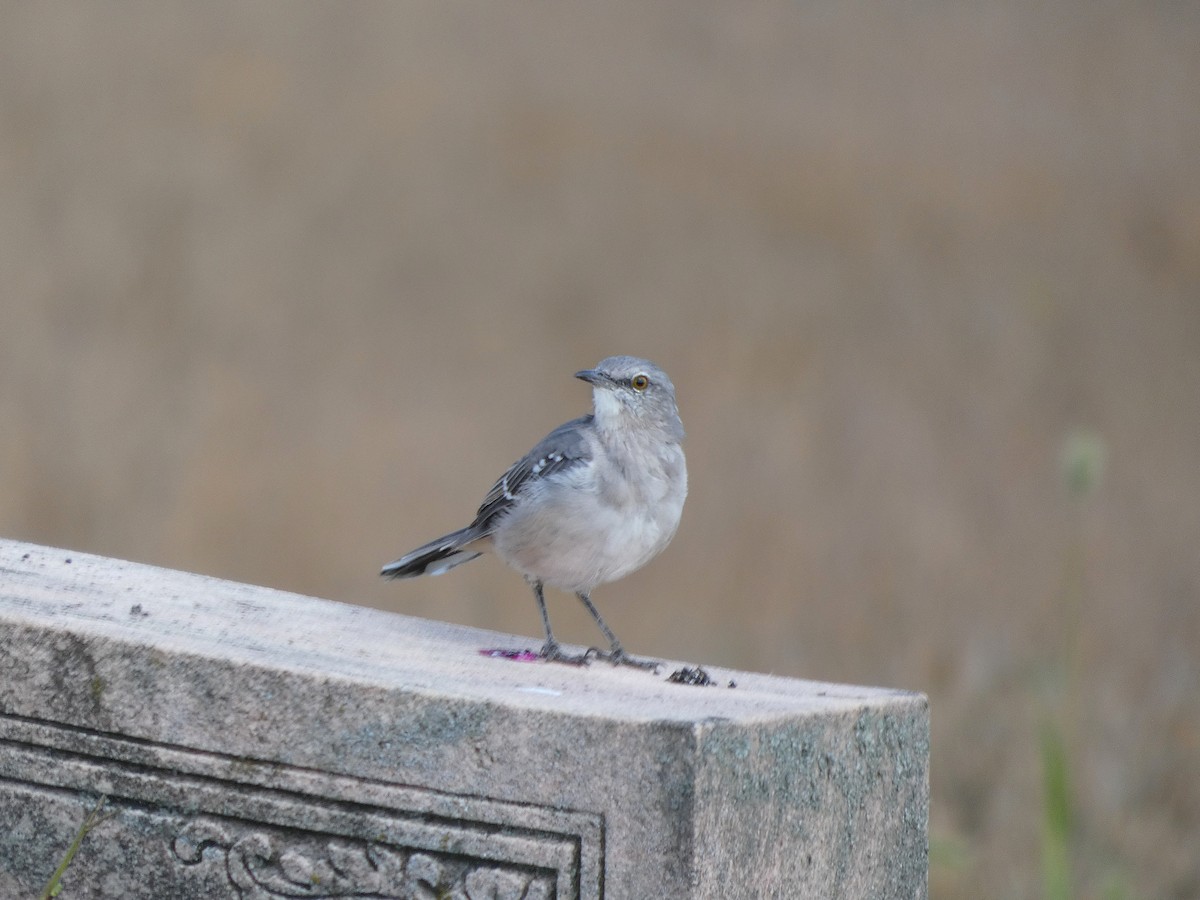 Northern Mockingbird - ML642560898