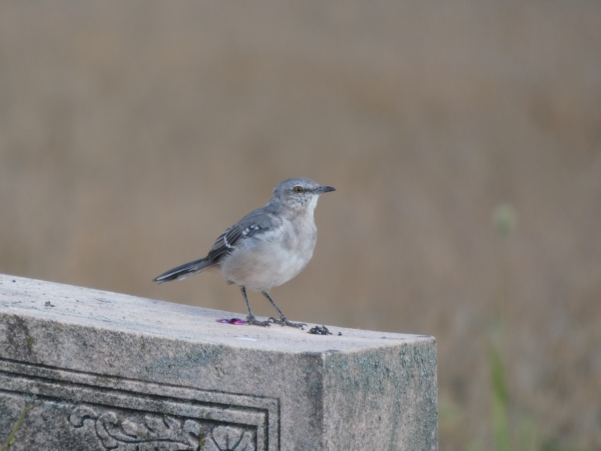 Northern Mockingbird - ML642560899