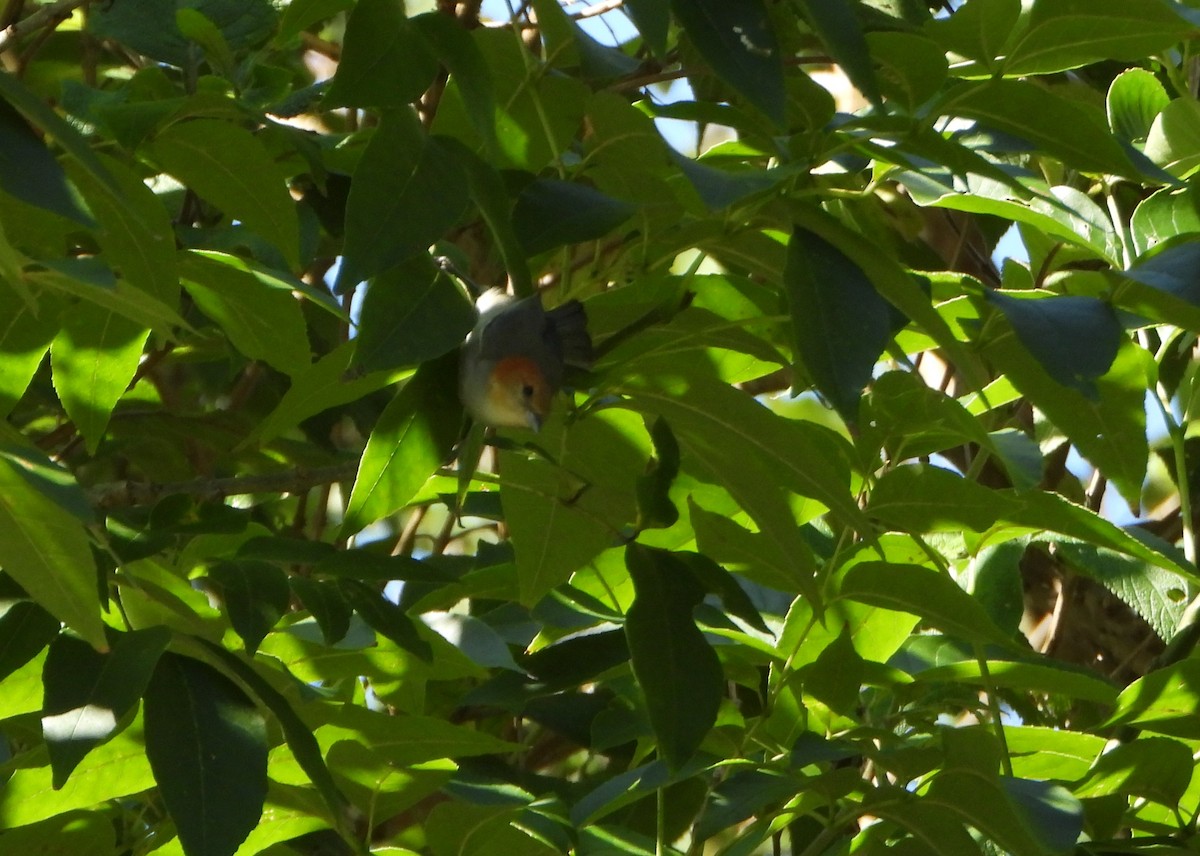 Fulvous-headed Tanager - ML642560910