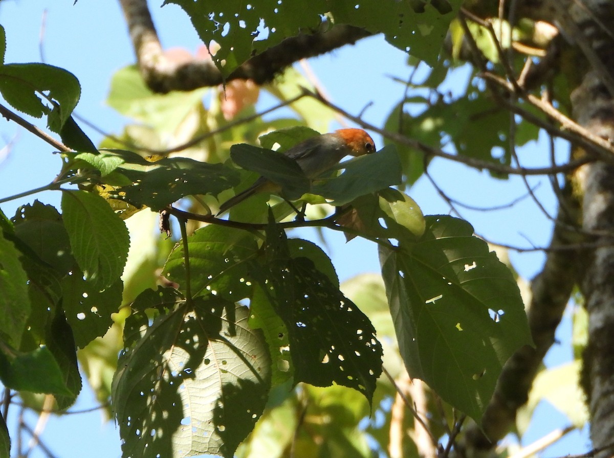Fulvous-headed Tanager - ML642560911