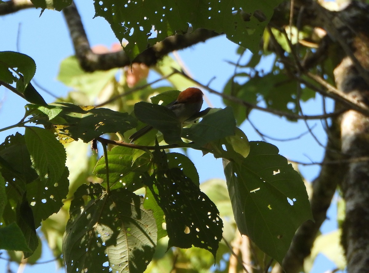 Fulvous-headed Tanager - ML642560912