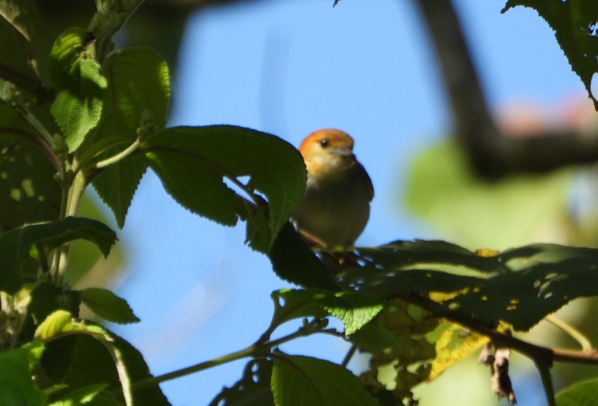 Fulvous-headed Tanager - ML642560913