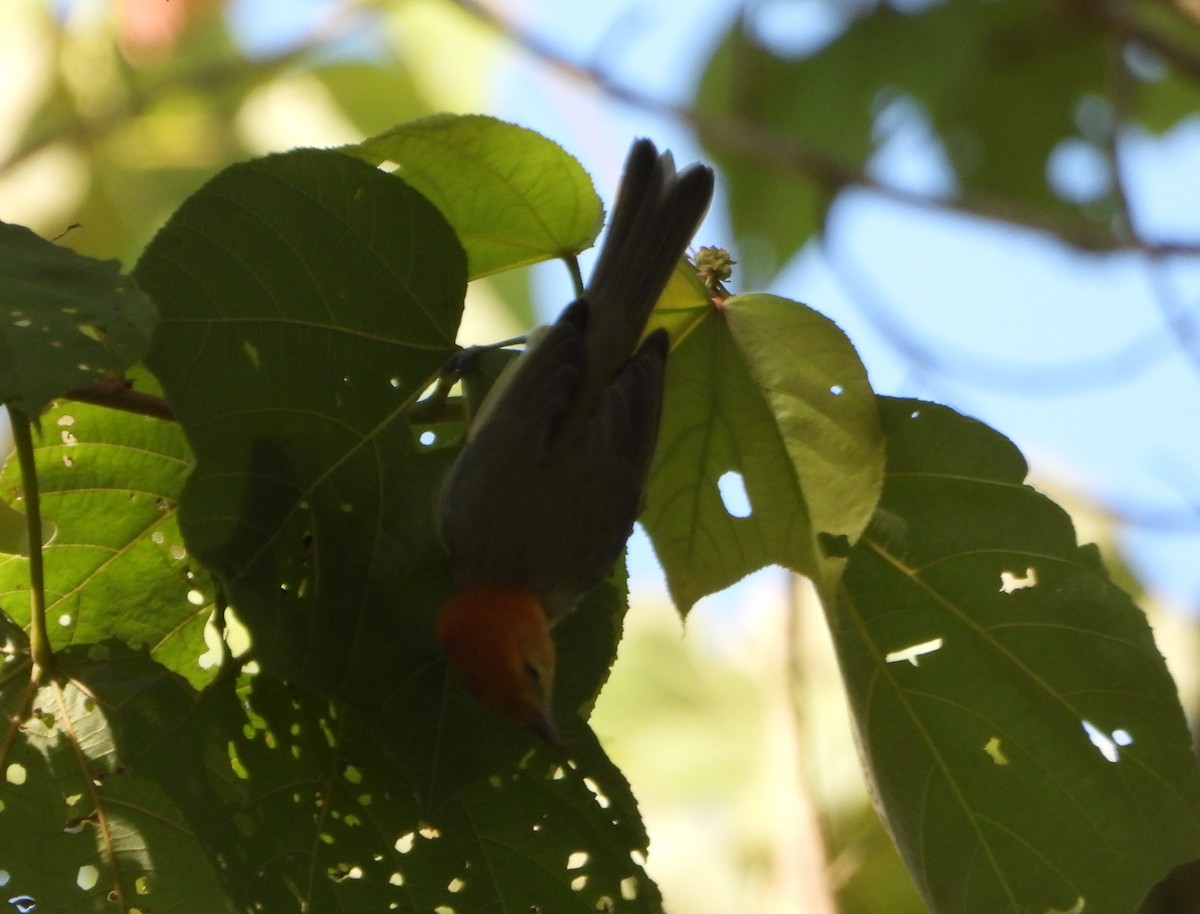 Fulvous-headed Tanager - ML642560914