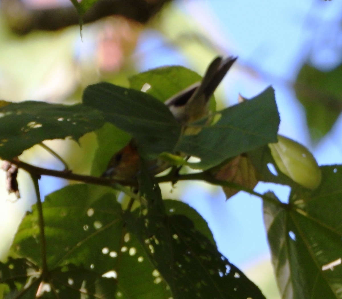 Fulvous-headed Tanager - ML642560915