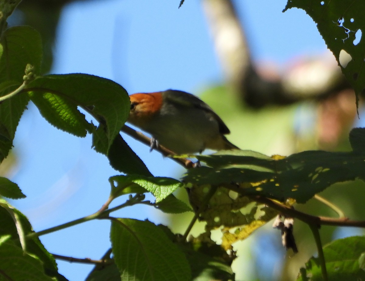 Fulvous-headed Tanager - ML642560916