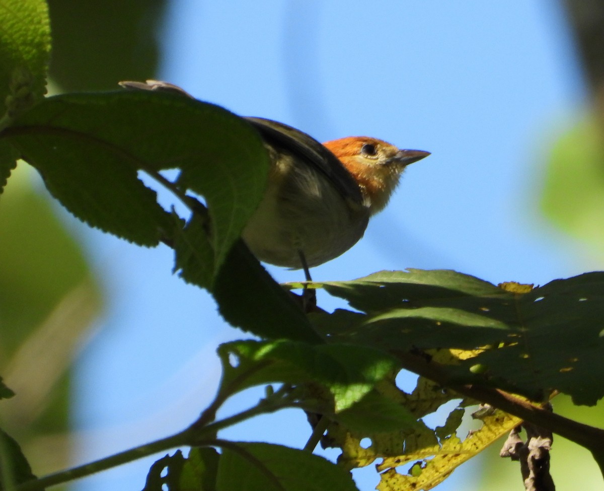 Fulvous-headed Tanager - ML642560918