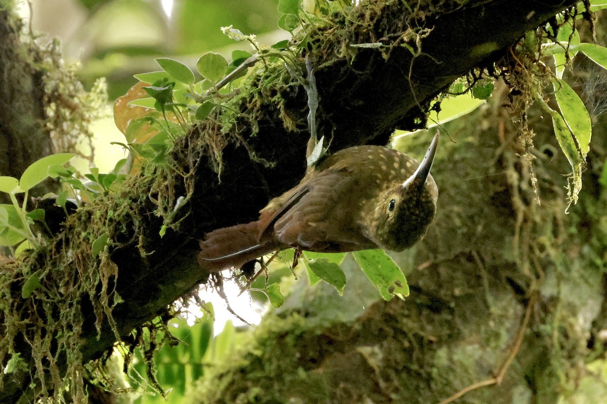 Spotted Woodcreeper - ML642560950
