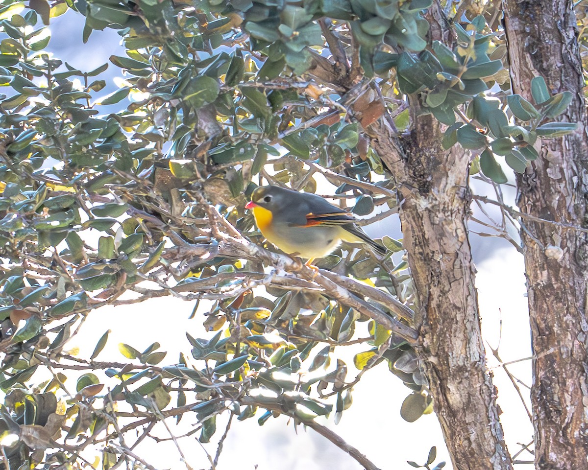 Red-billed Leiothrix - ML642561024