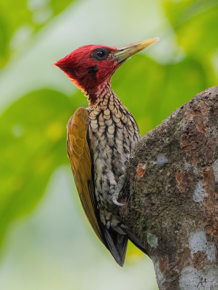 Red-headed Flameback - ML642561027