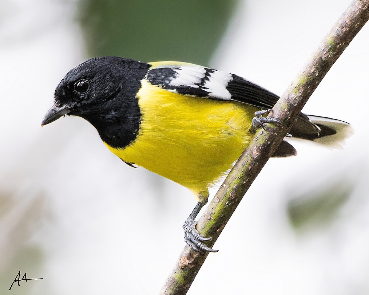 Palawan Tit - ML642561045