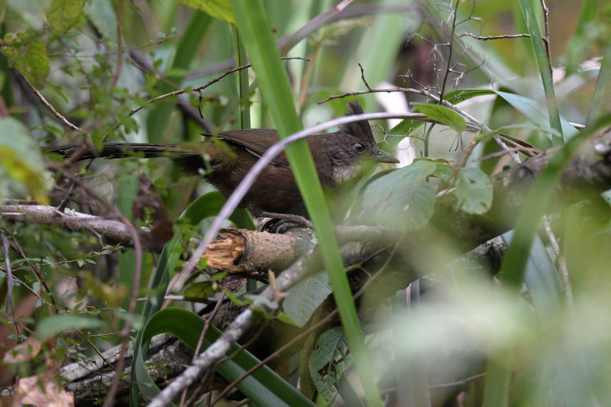 Eastern Whipbird - ML642561046