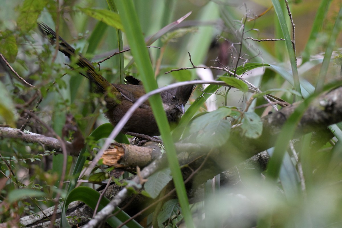 Eastern Whipbird - ML642561048