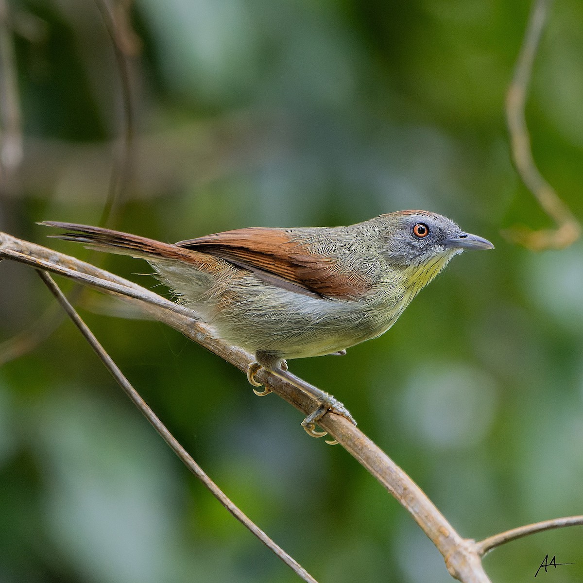 Pin-striped Tit-Babbler - ML642561081
