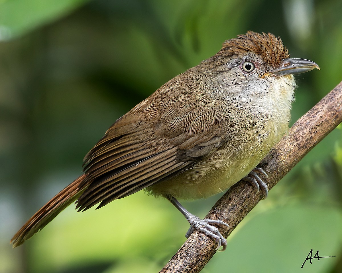 Palawan Babbler - ML642561112