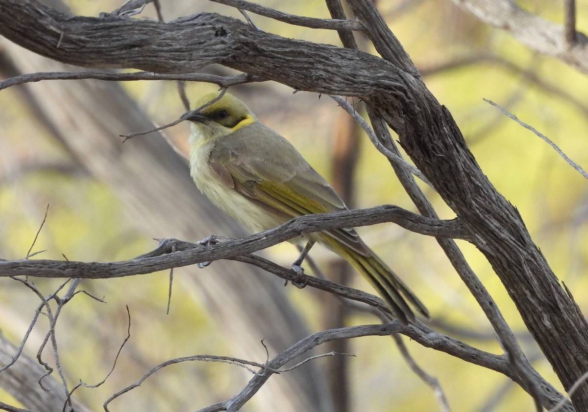 Gray-fronted Honeyeater - ML642561115