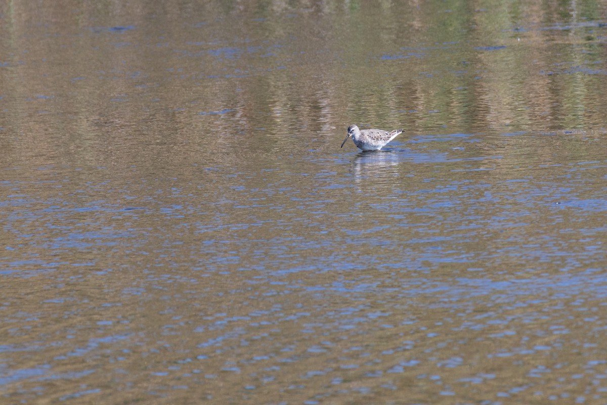 Stilt Sandpiper - ML642561123