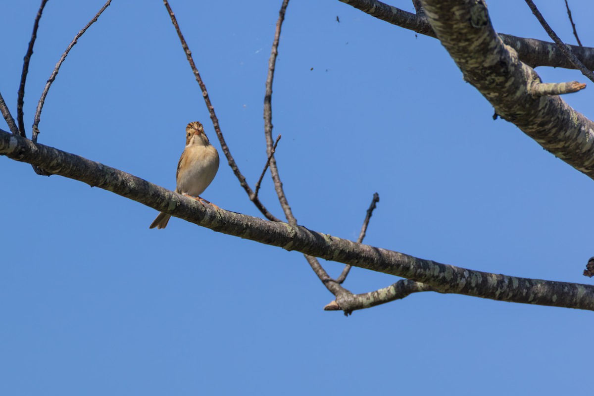 Clay-colored Sparrow - ML642561139