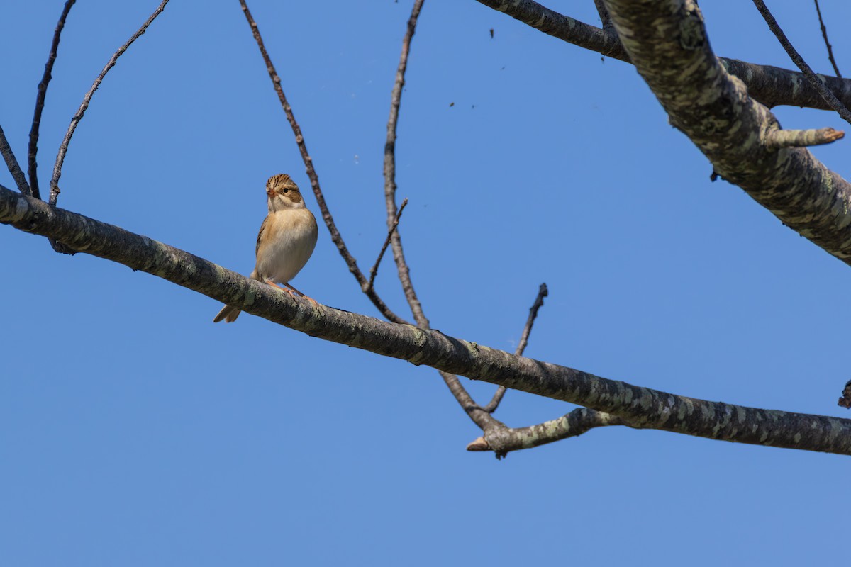 Clay-colored Sparrow - ML642561140