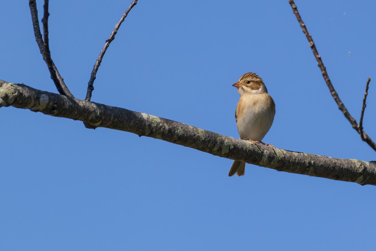 Clay-colored Sparrow - ML642561141