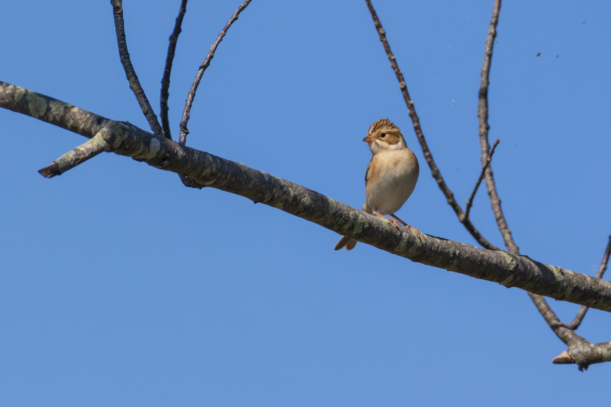Clay-colored Sparrow - ML642561142
