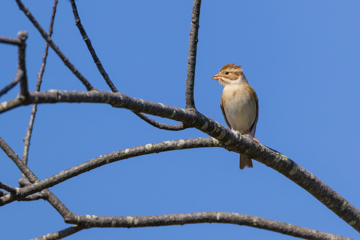 Clay-colored Sparrow - ML642561143