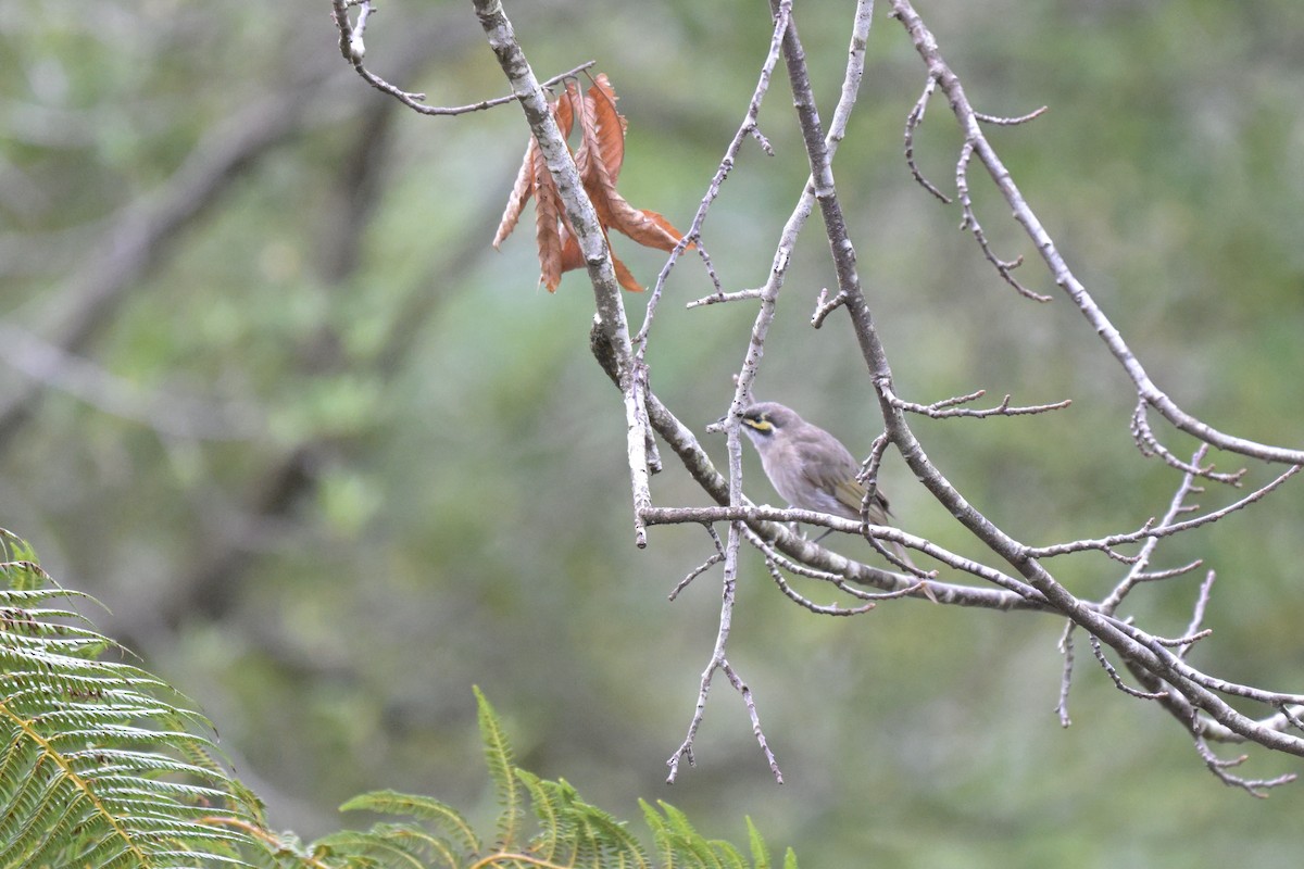 Yellow-faced Honeyeater - ML642561146