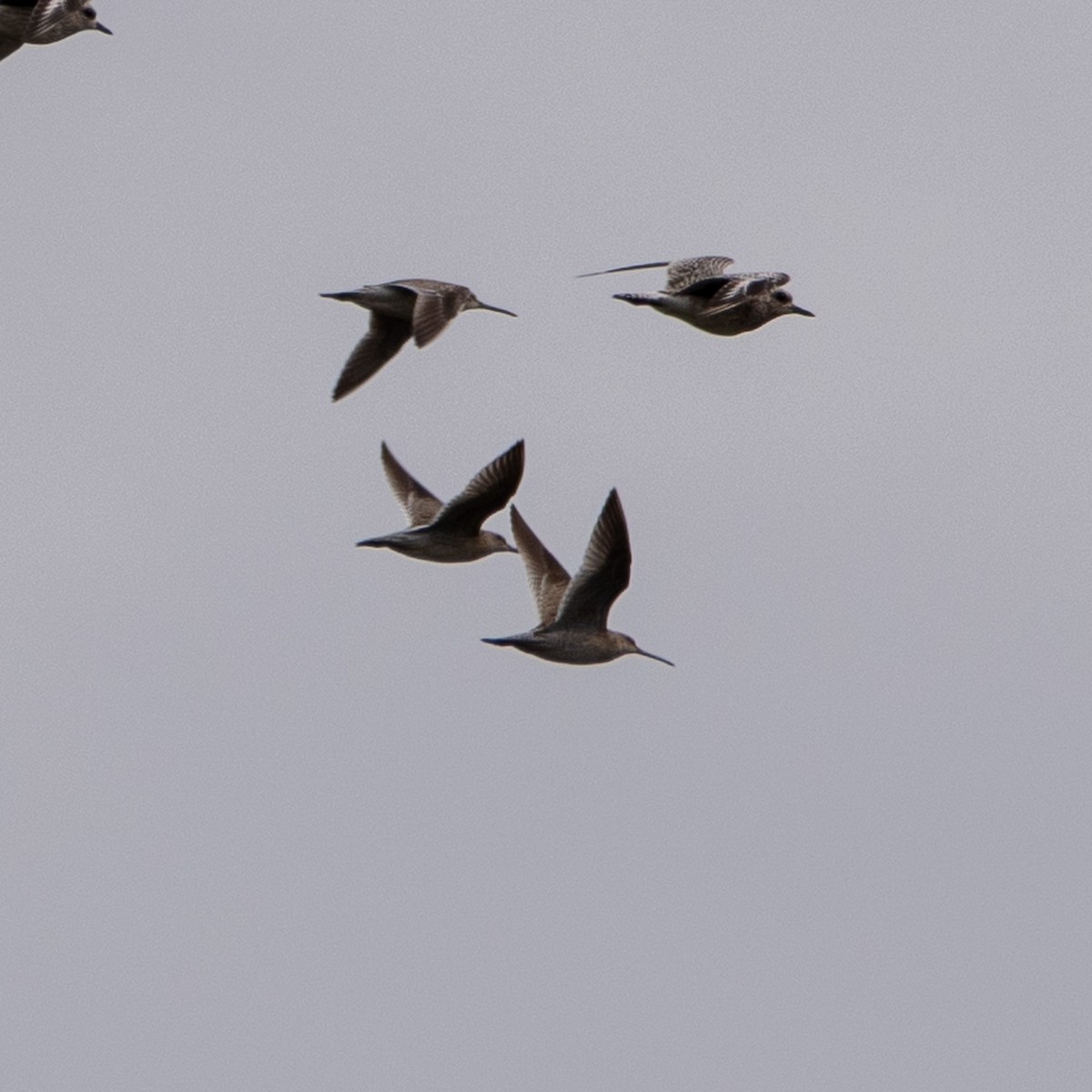 Short-billed Dowitcher - ML642561151