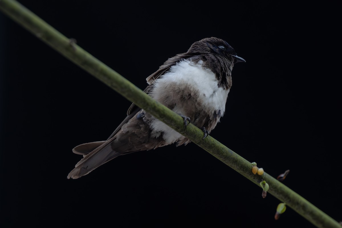 White-banded Swallow - ML642561200