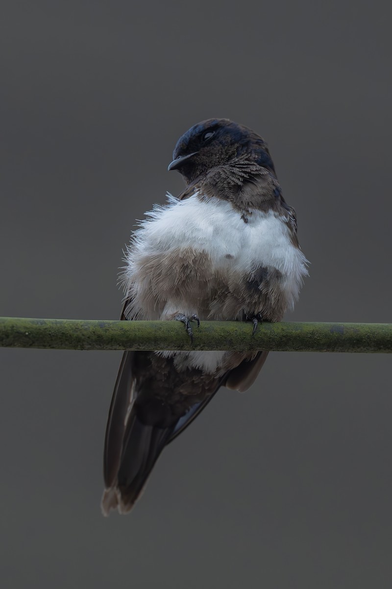 White-banded Swallow - ML642561201
