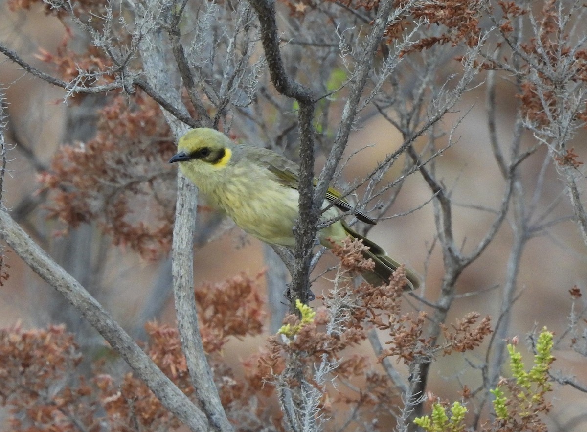 Gray-fronted Honeyeater - ML642561202