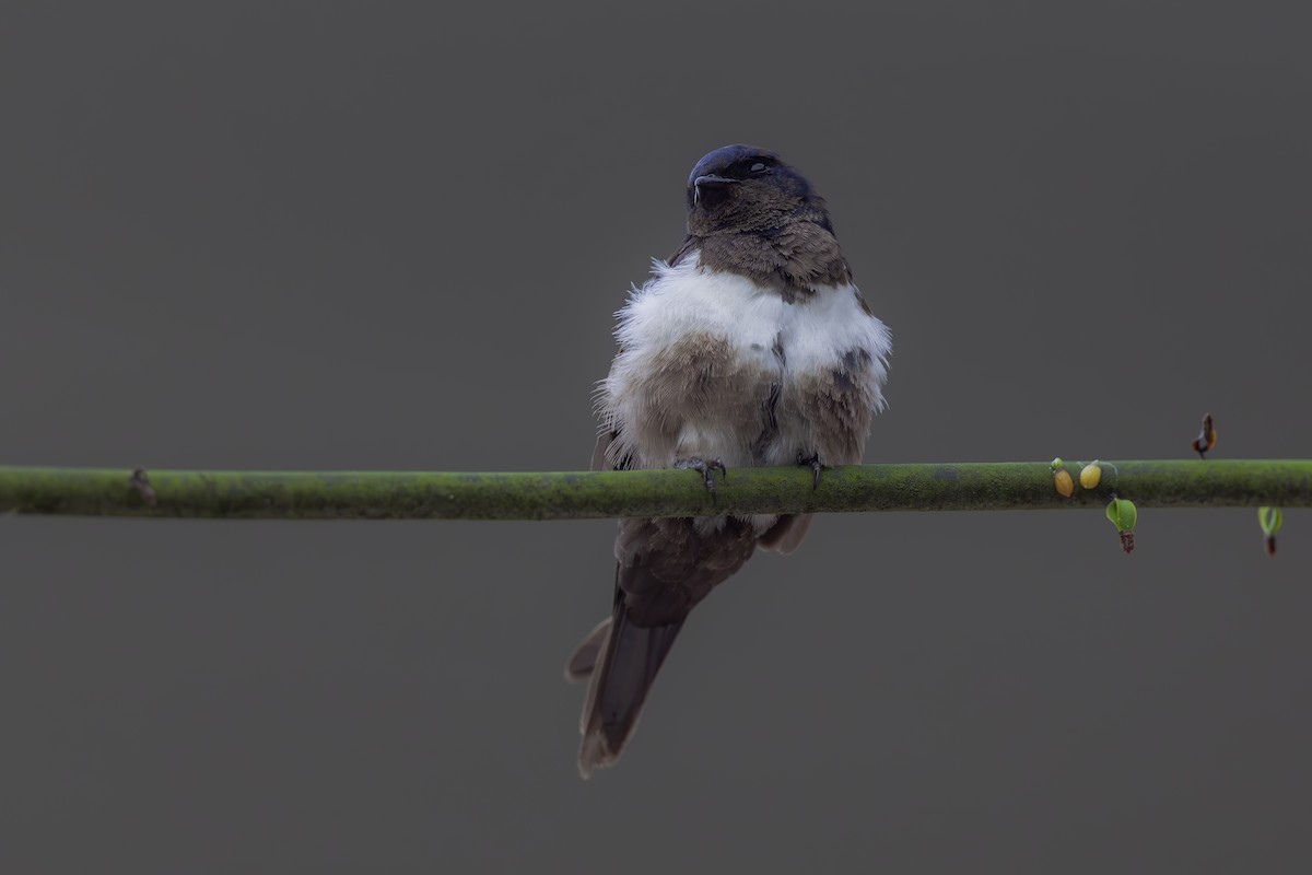 White-banded Swallow - ML642561203