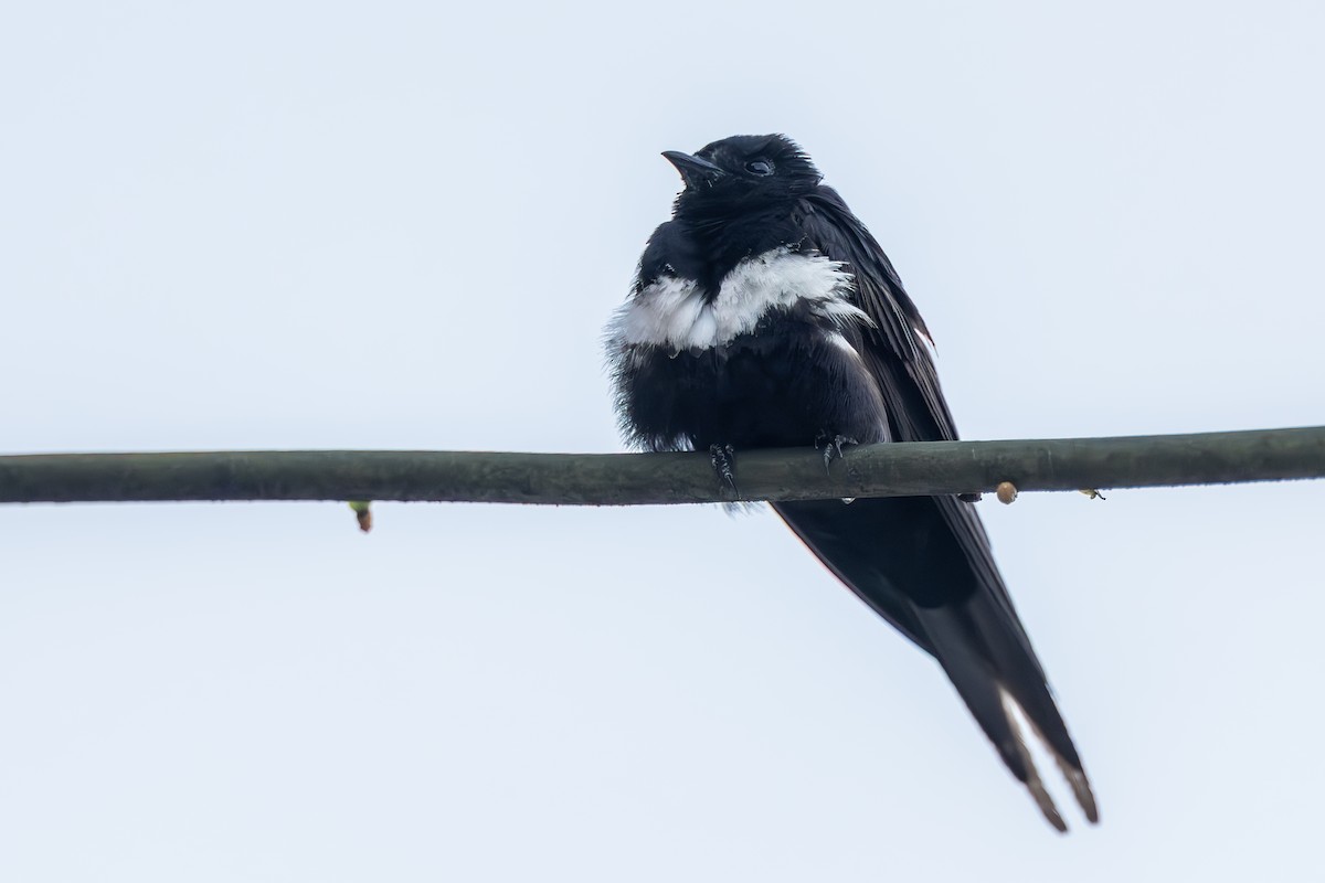 White-banded Swallow - ML642561204