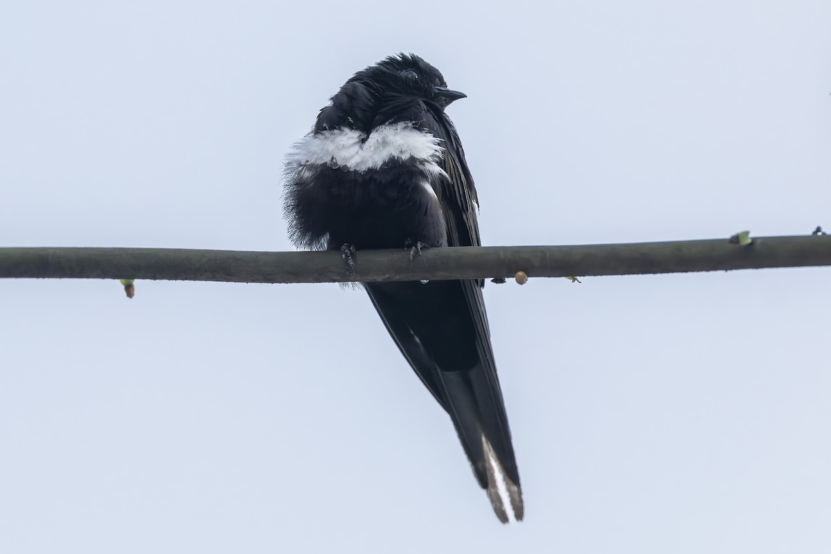 White-banded Swallow - ML642561206