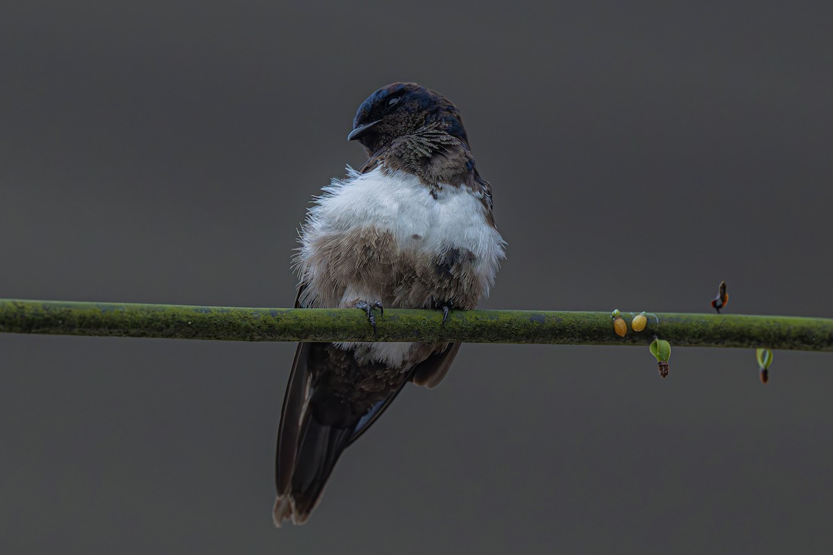 White-banded Swallow - ML642561207