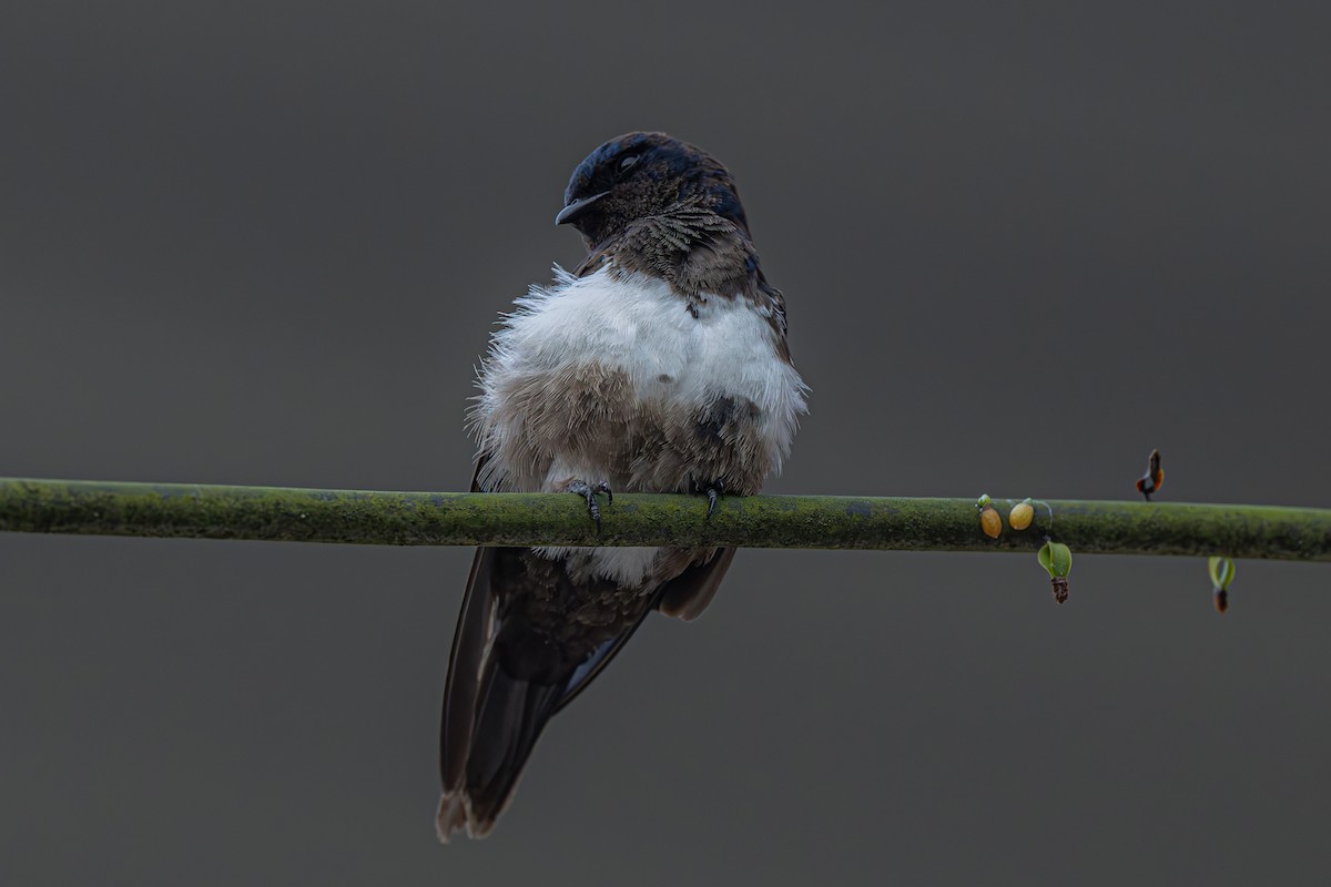 White-banded Swallow - ML642561208