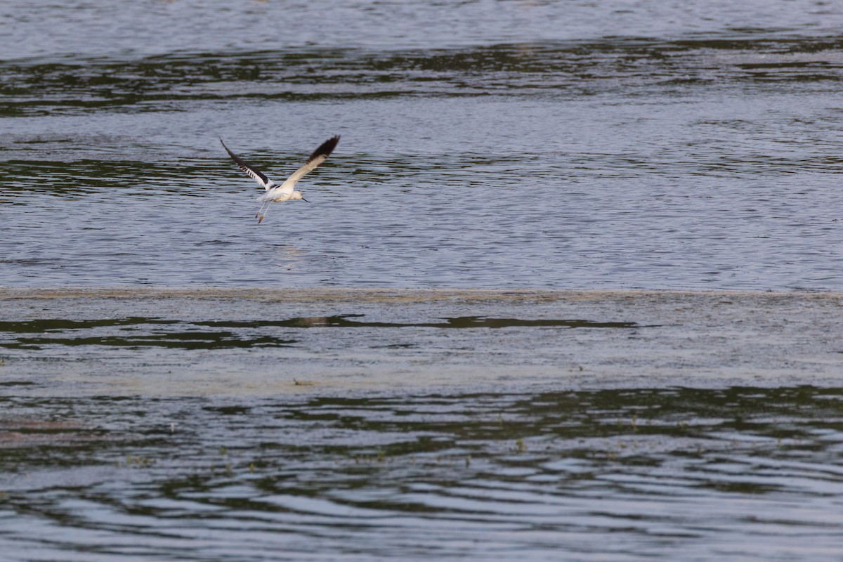 American Avocet - ML642561269