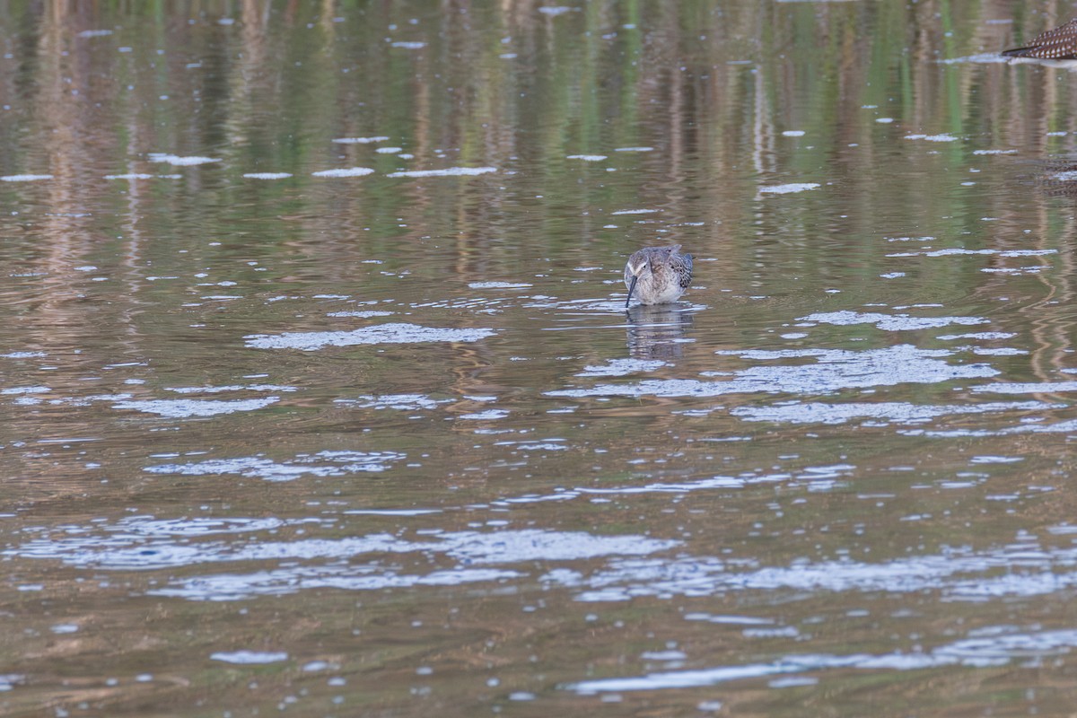 Stilt Sandpiper - ML642561279