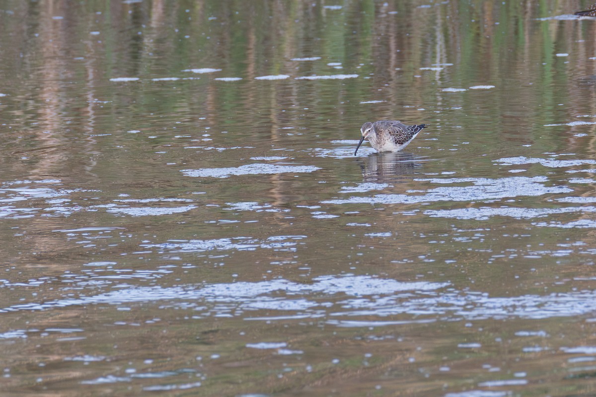 Stilt Sandpiper - ML642561280