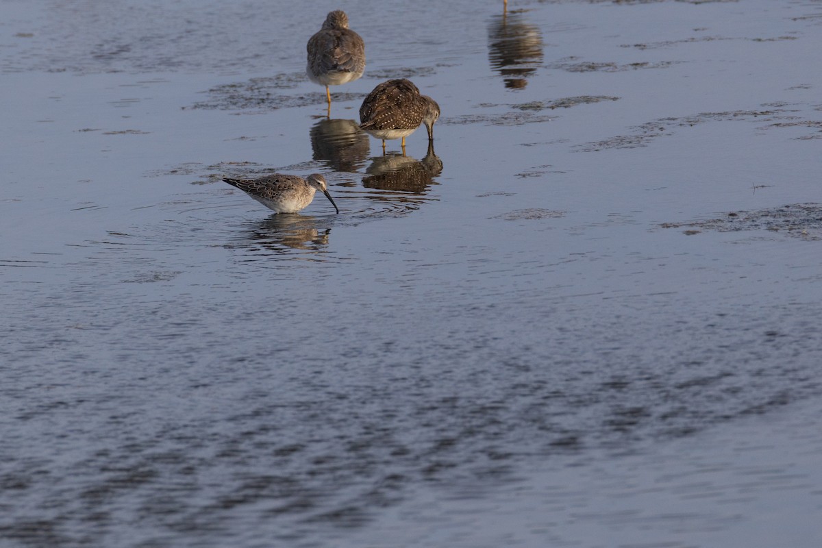 Stilt Sandpiper - ML642561281