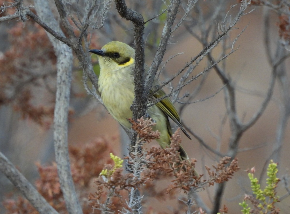 Gray-fronted Honeyeater - ML642561283
