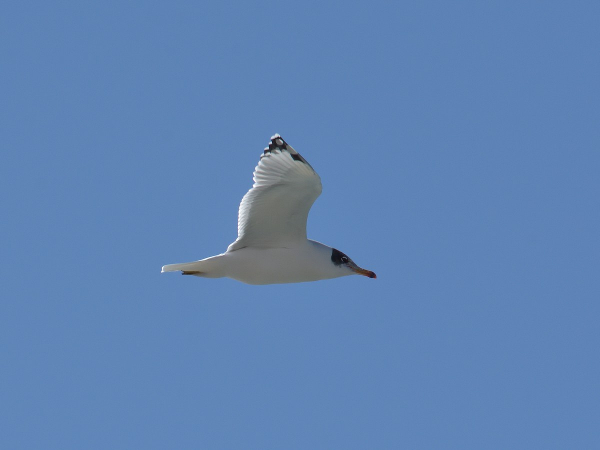 Pallas's Gull - ML642561293