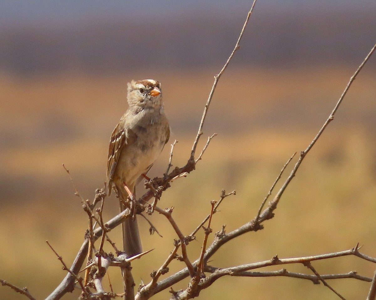 White-crowned Sparrow - ML642561308